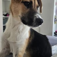 Bonnie - kinderlieber Familienhund, Hündin zur Adoption
