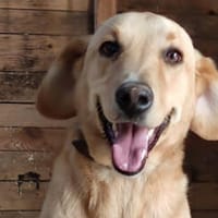 Wer nimmt sich Zeit, Charlie kennenzulernen?, Hund zur Adoption