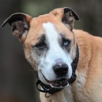 OLIMPIA  ältere Lady sucht Zuhause, Hündin zur Adoption