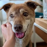 Ralfi in HAMBURG - perfekt für Senioren, Hund zur Adoption