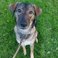 Kassandra auf der Suche nach ihrem Herzensmenschen, Hündin zur Adoption