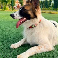 Lala sucht ihr Für-immer-Zuhause, Hündin zur Adoption