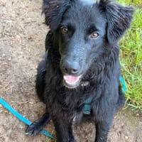 Robbie sucht  sein eigenes Körbchen, Hund zur Adoption