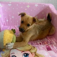 Gia - kleines Herz sucht großes Glück, Hündin zur Adoption