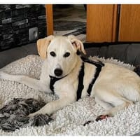 Dolly - wartet in 46238 Bottrop, Hündin zur Adoption