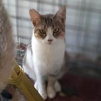 Dice, leise Entdeckerin, ca. 1 Jahr, Katze zur Adoption