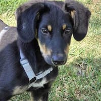Mirtilo - zurückgeblieben von 5, Hund zur Adoption