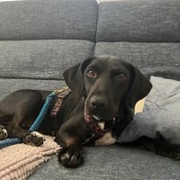 Rosi, kleine Jagdhund Mix Hündin, Hündin zur Adoption