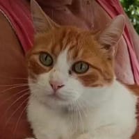 super anhänglicher Kater, Kater zur Adoption