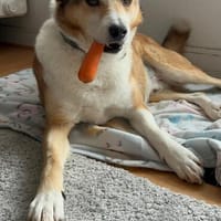 Manchmal braucht es nur einen Menschen, der nicht aufgibt, Hund zur Adoption