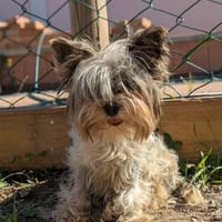 Betti, süße Yorkie Biewer Hündin, Hündin zur Adoption