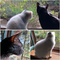 Rony & Fiona- einfach unzertrennlich, Kater zur Adoption