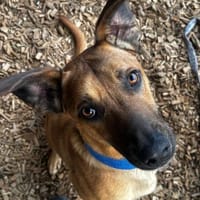 Maddox sucht erfahrende Hundemenschen, Hund zur Adoption