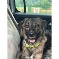 Fiete - wartet in 91166 Georgensgmünd, Hund zur Adoption