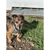 Hopi - wartet in 32689 Kalletal, Hund zur Adoption