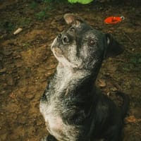 Fatima, soziale Hundedame, ca. 6 Jahre, Hündin zur Adoption