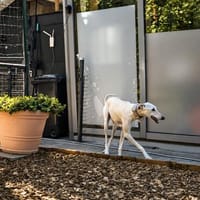 Zarte zurückhaltende Galga, Hündin zur Adoption