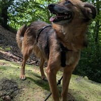 Süße Neilasucht liebevolles Heim, Hündin zur Adoption