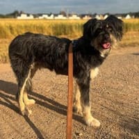 Benito - der aktive Naturliebhaber, Hund zur Adoption