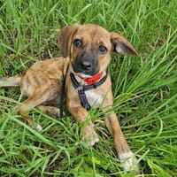Süße Kira sucht ihr für-immer-zuhause, Hündin zur Adoption