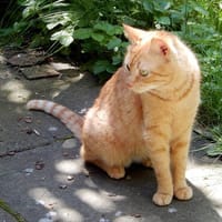 Prinzessin LEIA sucht Luke, Katze zur Adoption