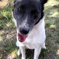 Lika, 07/24 - pfiffiges Mädel sucht..., Hündin zur Adoption