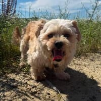 Dodo sucht ein tolles Zuhause, Hund zur Adoption