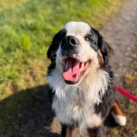 MUFFIN - ich suche meine Chance, Hund zur Adoption
