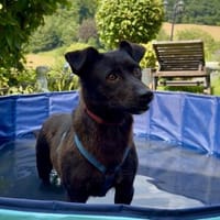 Milla sucht ruhiges Zuhause ...., Hündin zur Adoption