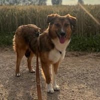 Leo - der soziale Altagsbegleiter, Hund zur Adoption