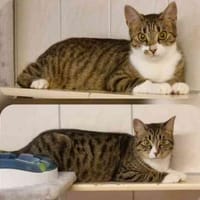 Elly u. Emma su. ihr Zuhause, Katze zur Adoption