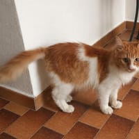 ARIS - Schritt für Schritt ins Glück, Kater zur Adoption