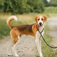 Ragnar will ein Neuanfang!, Hund zur Adoption