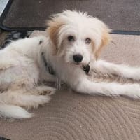 Yoki - der gute Laune Wirbelwind, Hund zur Adoption