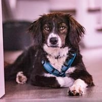 Barney - der Unsichere sucht Geduldige, Hund zur Adoption