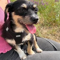 Mily sucht ein gutes Zuhause, Hündin zur Adoption