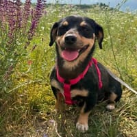 Yara sucht ein tolles Zuhause, Hündin zur Adoption