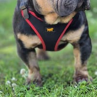 💖Zuhause gesucht💖, Hund zur Adoption
