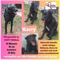 🌸Kerry sucht ihre Familie, Hündin zur Adoption