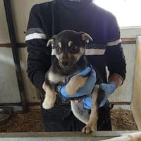 Levi möchte die Welt entdecken, Hund zur Adoption