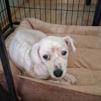 Luna sucht ihr HappyEnd (C), Hündin zur Adoption