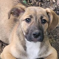 Süßer Fratz sucht seinen Menschen, Hund zur Adoption