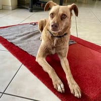 Berny-agil,verschmust und verspielt, Hund zur Adoption