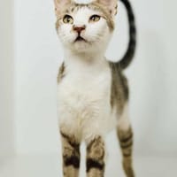 Despina, verschmuste Traumkatze, ca. 2 Jahre, Katze zur Adoption