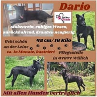 💙Dario💙 sucht seine Familie, Hund zur Adoption