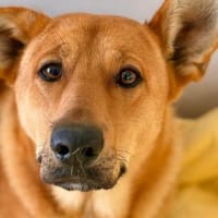 Hopi, feinfühliger Herzenshund, ca. 1 J., Hund zur Adoption
