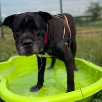 ONYX, chien à adopter
