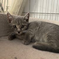 BOUCHON, chat à adopter