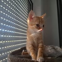 Aky, chat à adopter