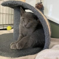 BIDON, chat à adopter